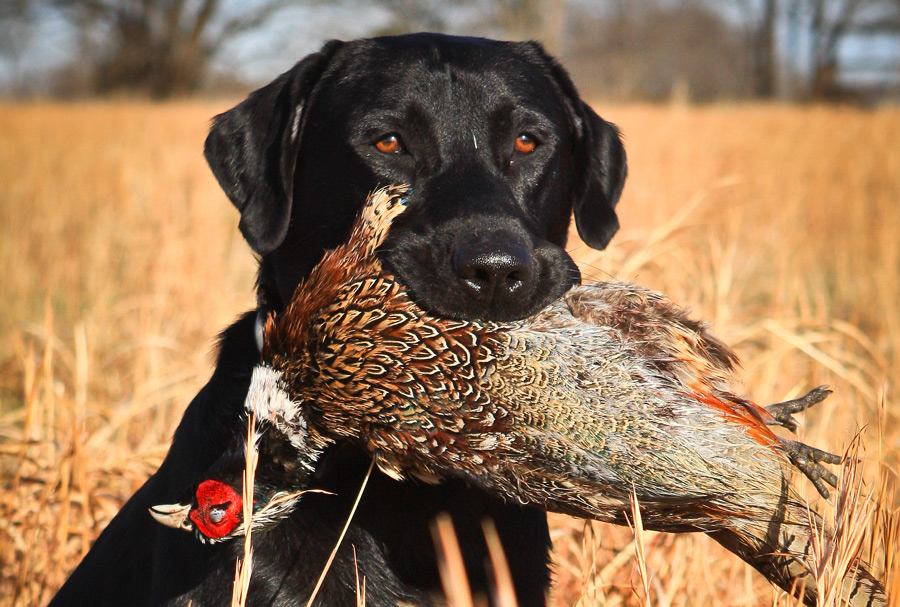 what is a good pheasant hunting dog